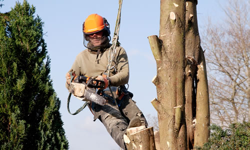 Are you a Tree Surgeon looking for work?